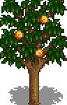 Apricot Tree