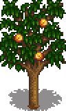 Apricot Tree