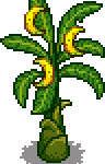 Banana Tree