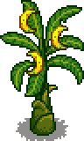 Banana Tree