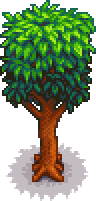 Mahogany Tree