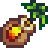 Mango Sapling