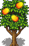 Mango Tree