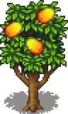 Mango Tree