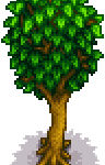 Maple Tree