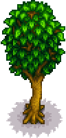 Maple Tree