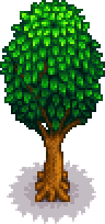 Oak Tree