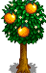 Orange Tree