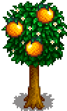 Orange Tree