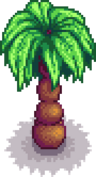 Palm Tree