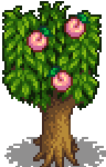Peach Tree