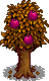 Pomegranate Tree