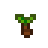 Taro Tuber