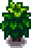 Tea Bush
