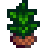 Tea Sapling
